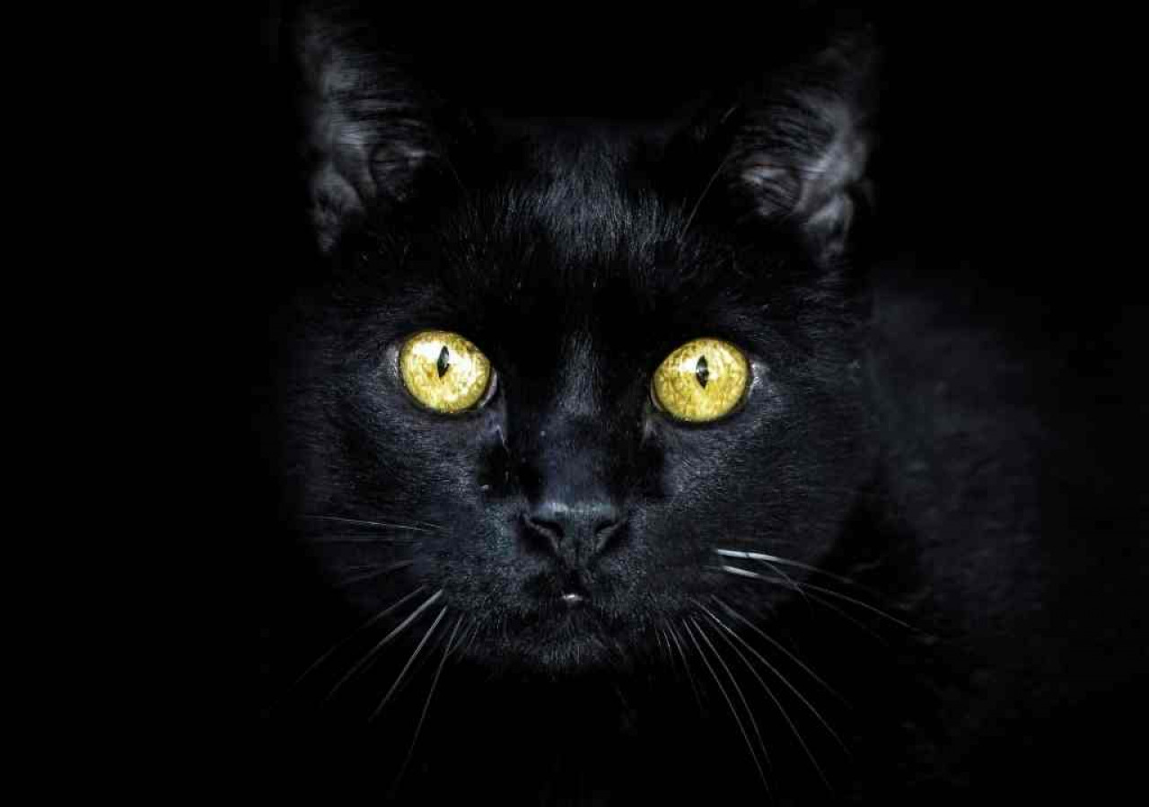 halloween-animal-quiz